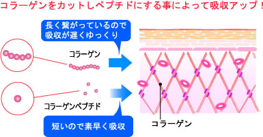 システインペプチド核酸ホワイトコラーゲン液